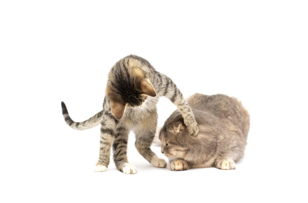 Two Bengal cats on white background