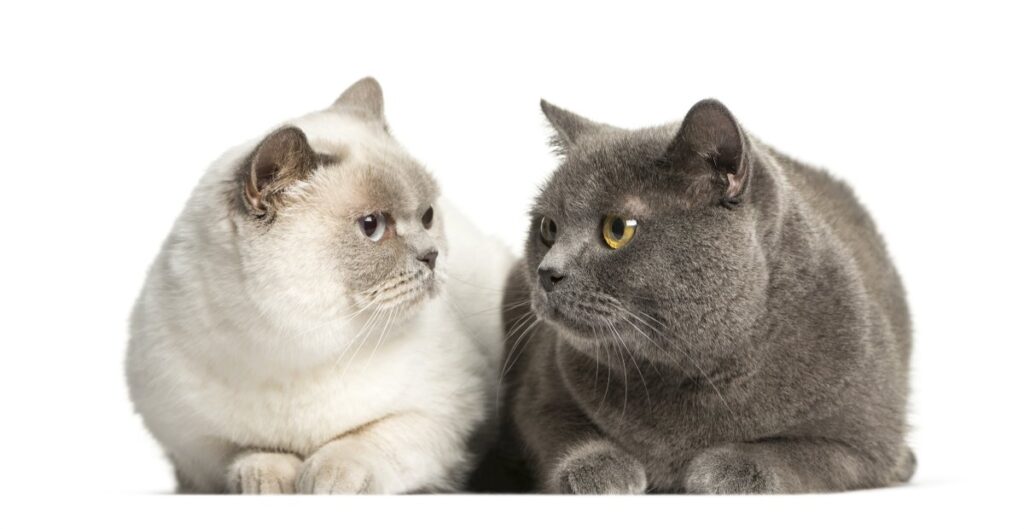 Two British Shorthair cats