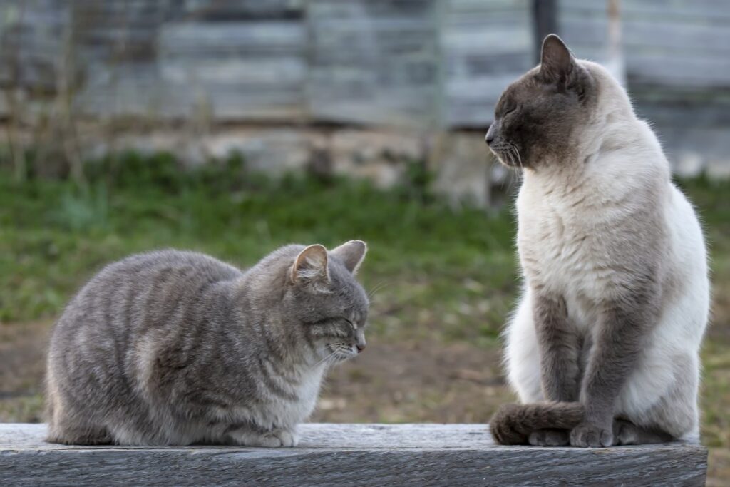 Two cats on wooden bench