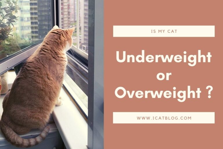 Is My Cat Underweight or Overweight?