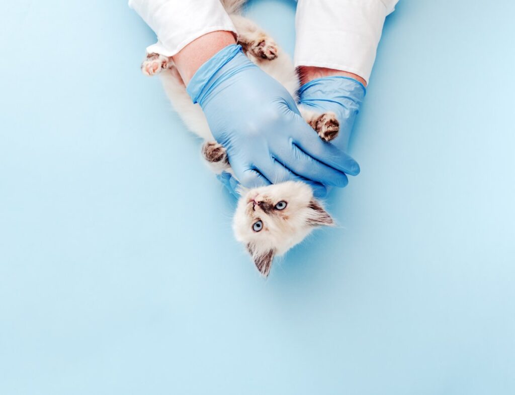 A vet is examining a cute cat