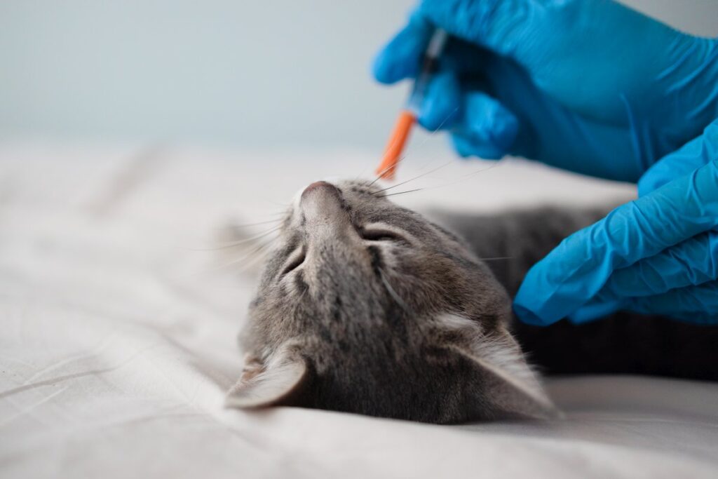 A vet is giving vaccination to a kitten