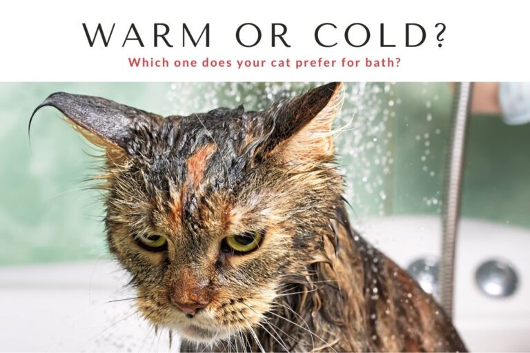 Do Cats Like Warm or Cold Water For Baths?