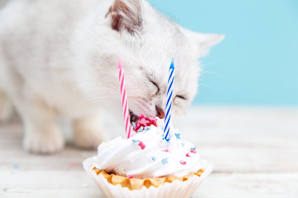 White kitten eating birthday cake