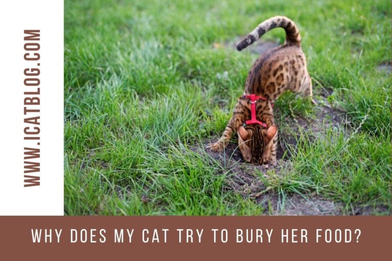Why Does My Cat Try To Bury Her Food?