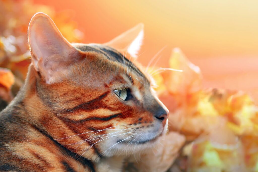 Abyssinian cat in golden warm background