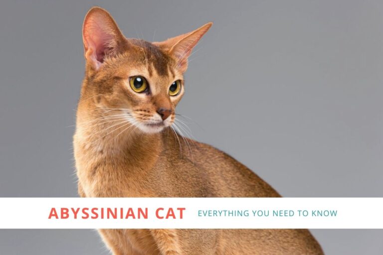 Abyssinian Cat: Everything You Need to Know About This Gamesome Cat