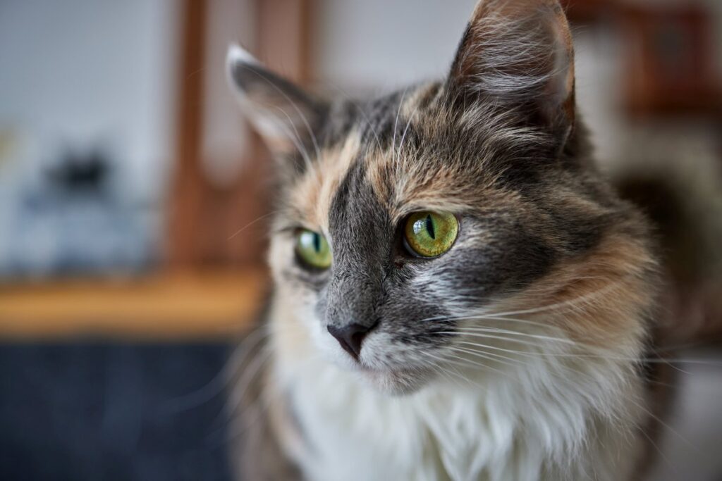 Closeup of an Anatolian cat
