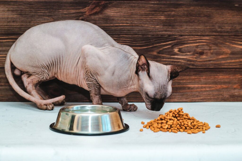 A Sphynx cat is eating dry foods