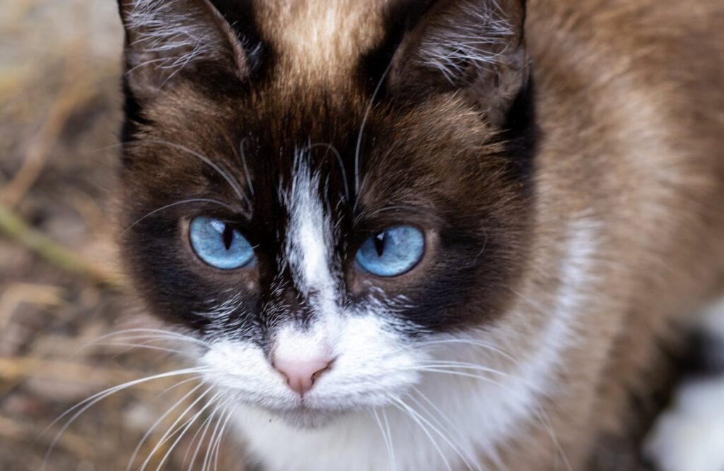 A beautiful SIamese cat with blue eyes
