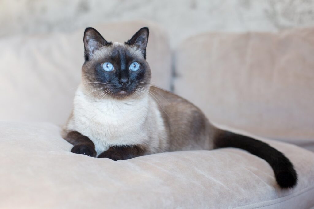 An adorable SIamese cat is sitting on a beige sofa