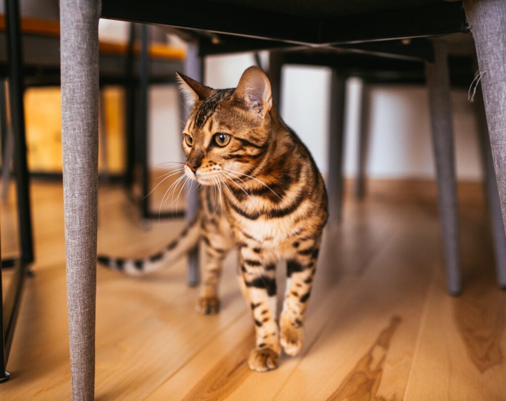 A Bengal cat is cautiously walking under a table