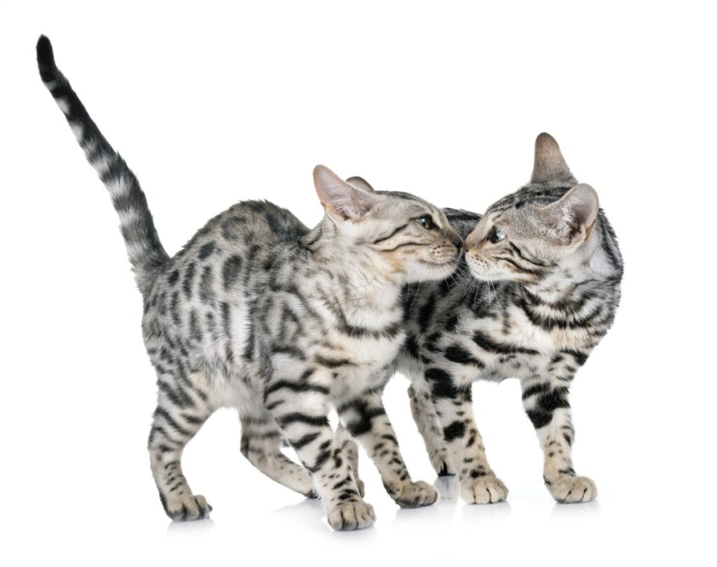 Two Bengal cats in studio