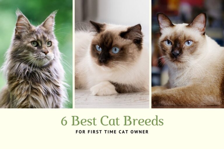 6 best cat breeds for first time cat owner