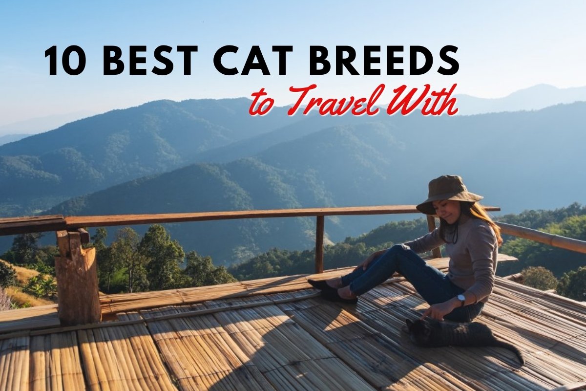 10 Best Cat Breeds to Travel With