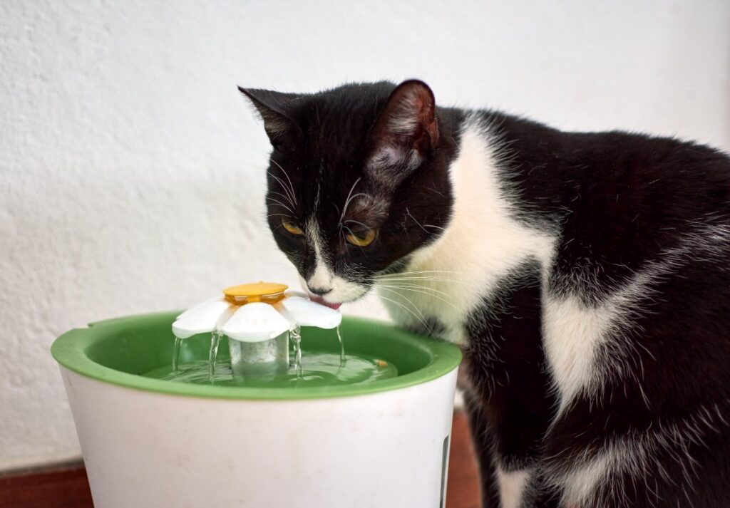 Black and white cat drinking water