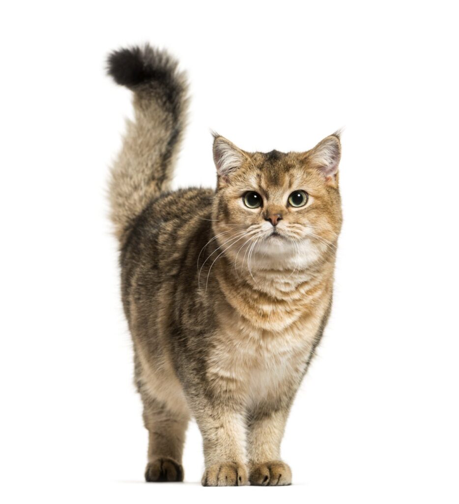 A British shorthair cat is wagging her tail high