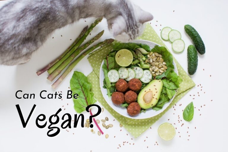 Can Cats Be Vegan?