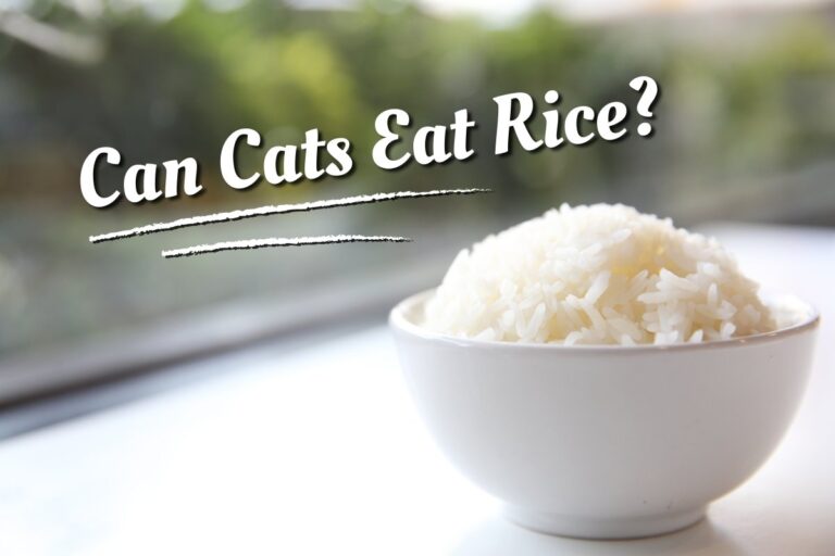 Can Cats Eat Rice?