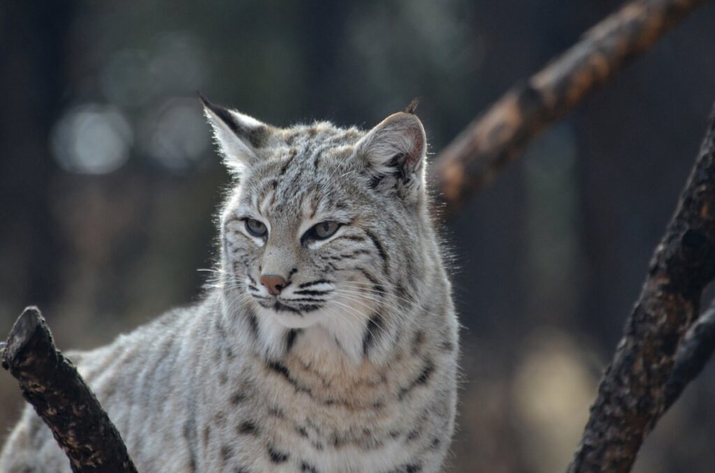 Canada Lynx looking to the side