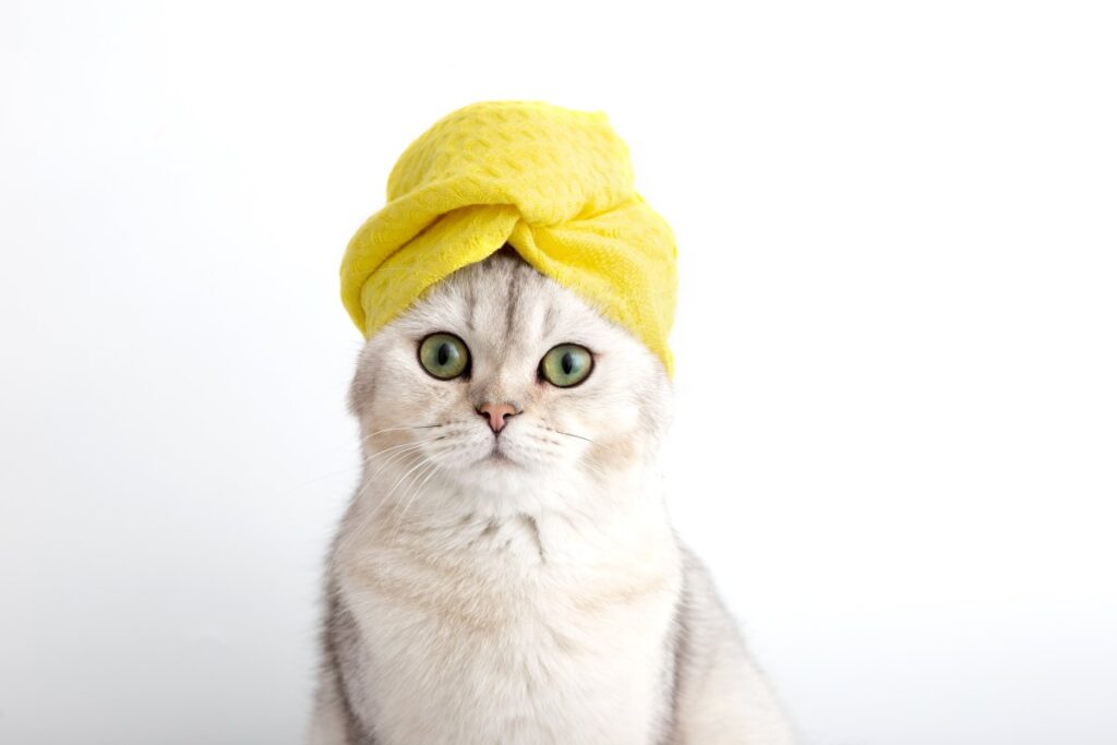 A cat is wearing a cap after bath
