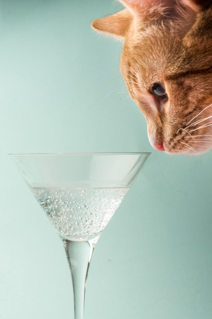 A cat and a glass of iced water
