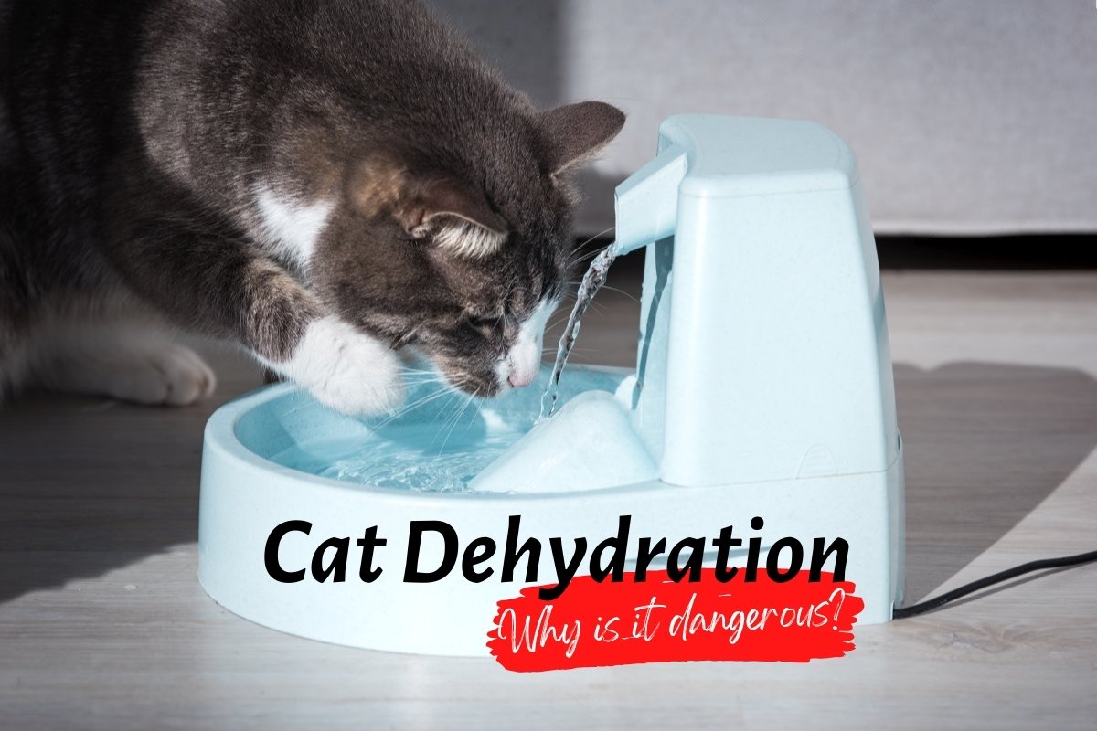 Why Cat Dehydration Is Dangerous
