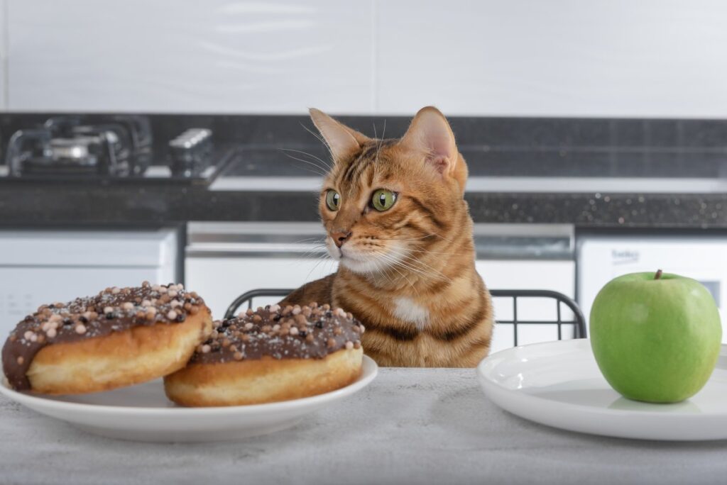 Cat looking at donuts with chocolate icing