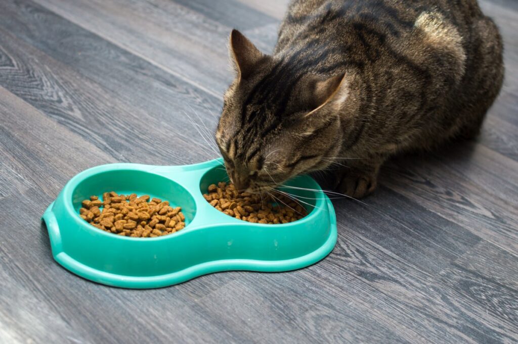 Cat eating dry food on bowl