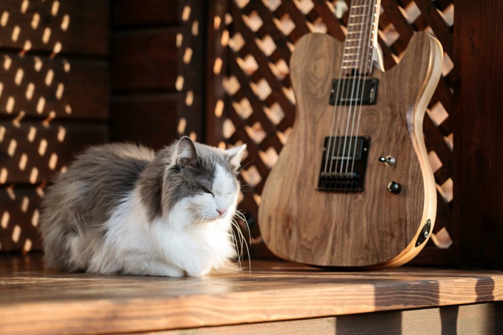 Cat sitting near electric guitar on a terrace
