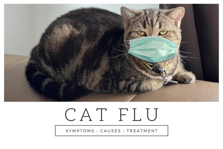 Cat Flu: Symptoms, Causes and Treatment