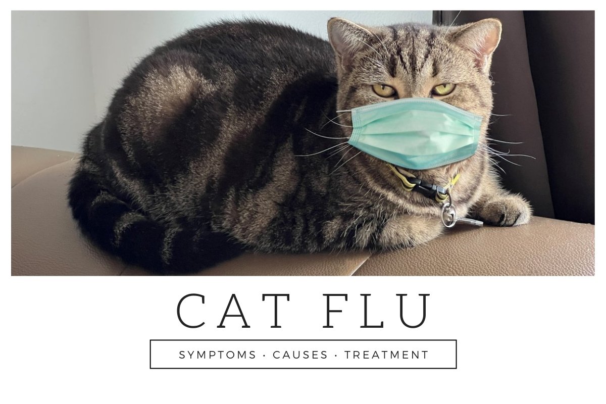 Cat Flu: Symptoms, Causes & Treatment