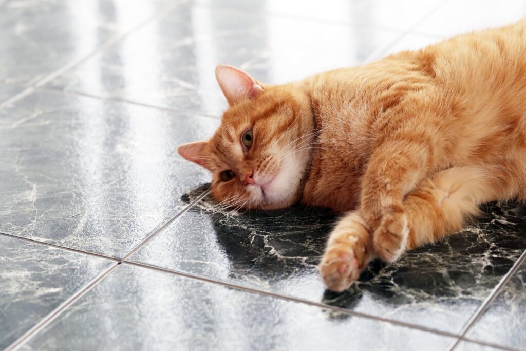 A lethargic cat is laying on the floor