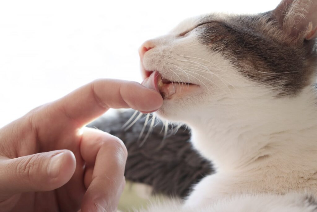 Cat licking its owner's finger