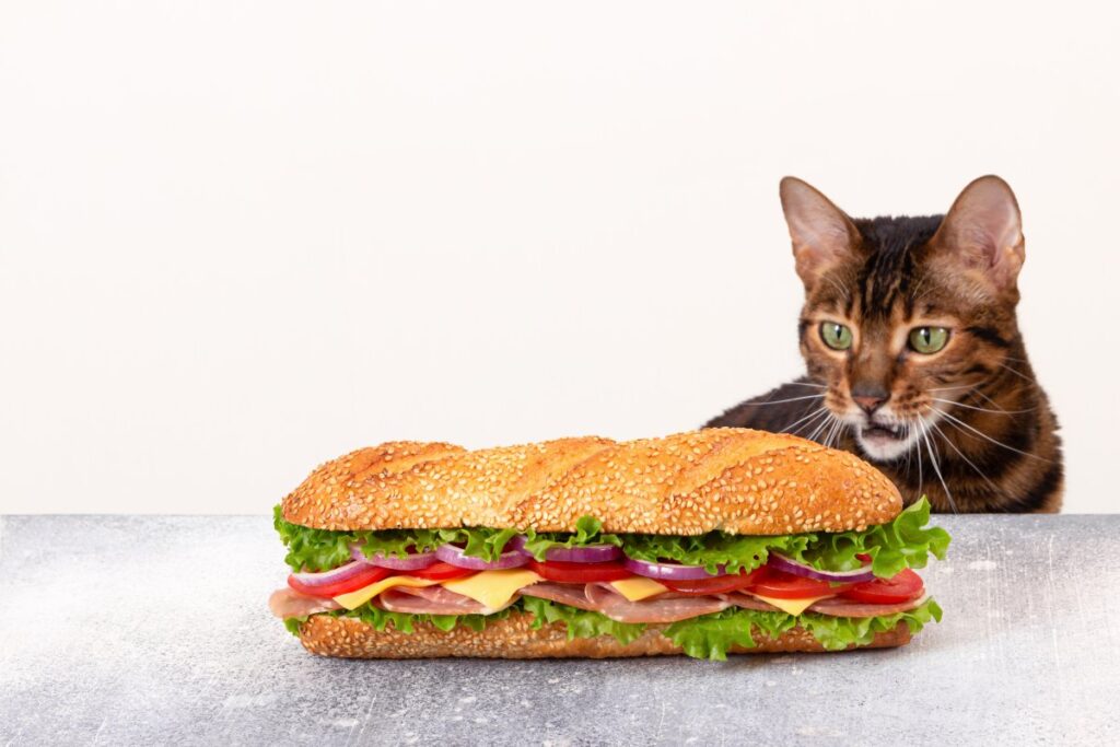 A cat is looking at a huge sandwiched