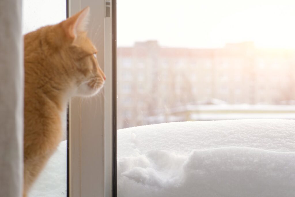 Cat looking out the windows during winter