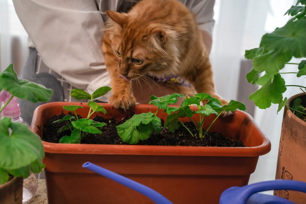 Cat looking at plants in a pot