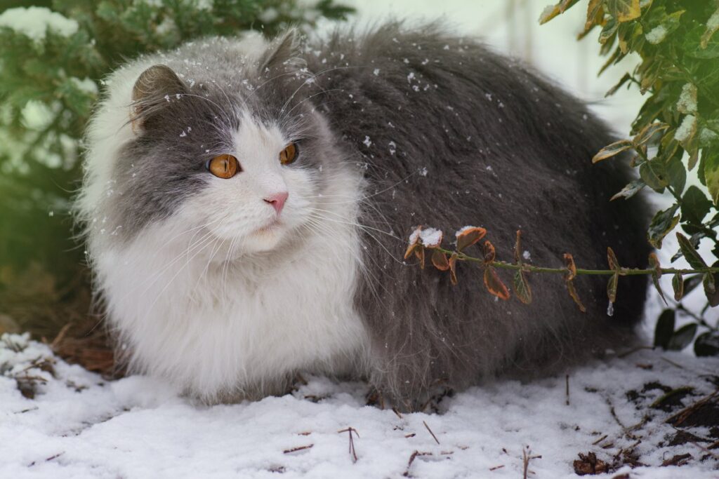 Cat playing in the snow