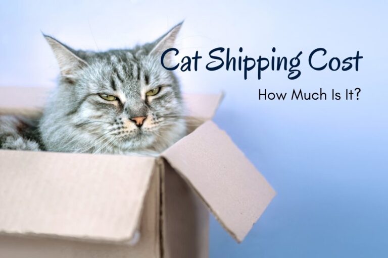 How Much Does Cat Shipping Cost
