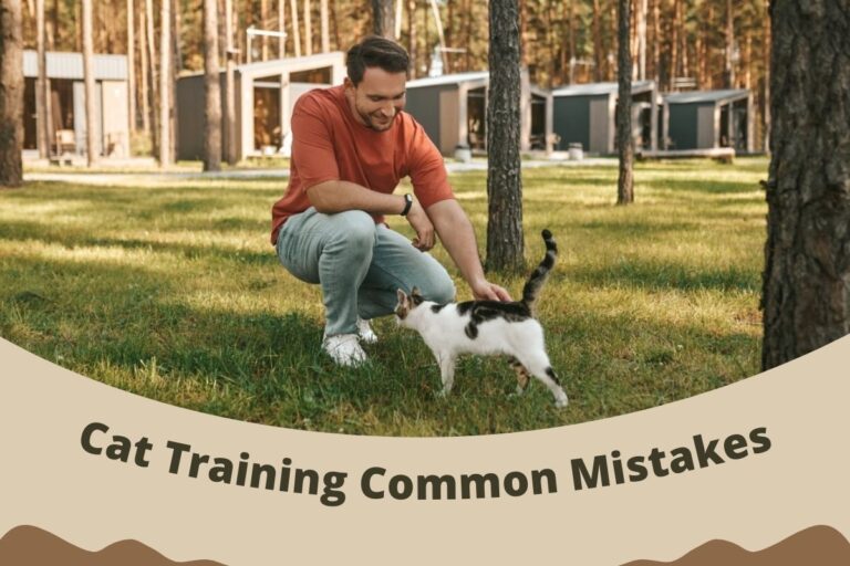 Cat Training Common Mistakes