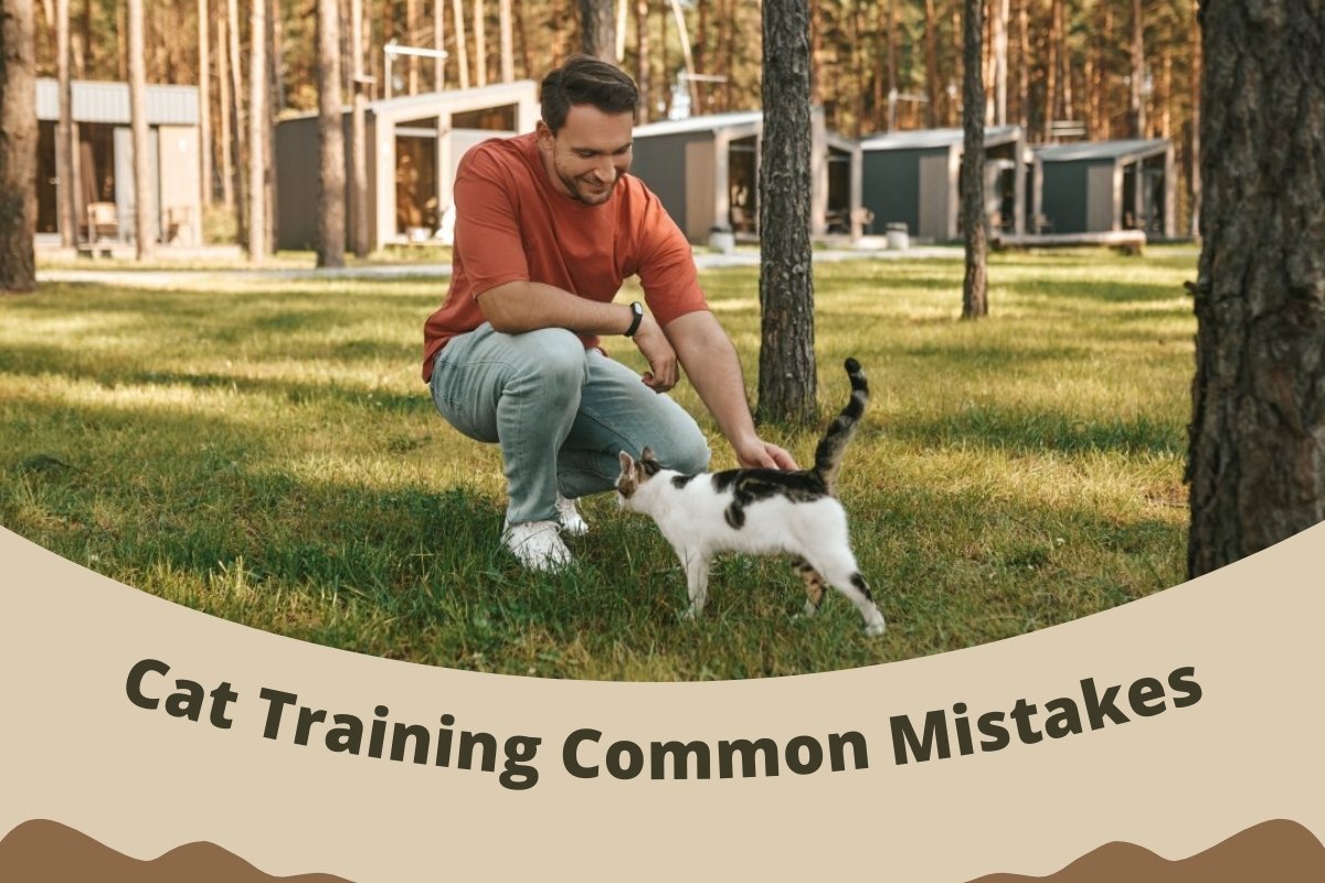Common Mistakes When Training Your Cat