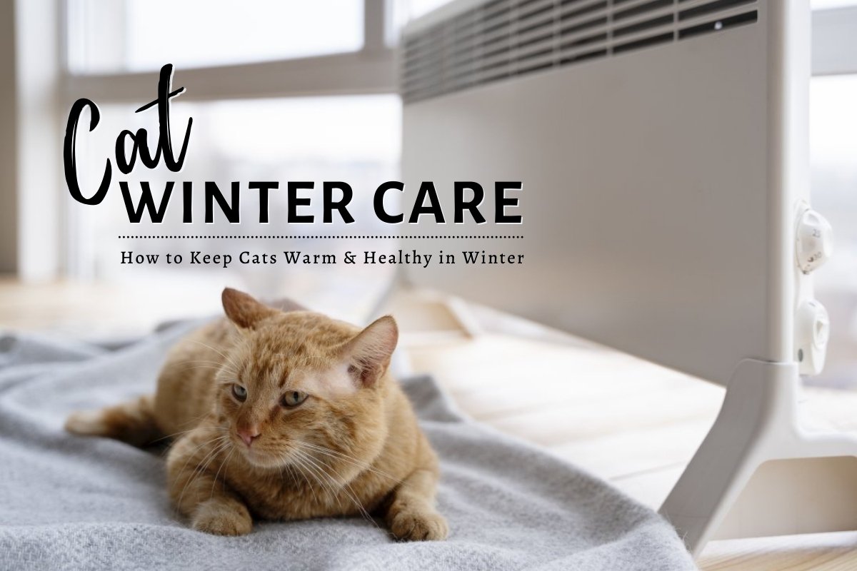 Cat Winter Care: How to Keep Cats Warm and Healthy in Winter?