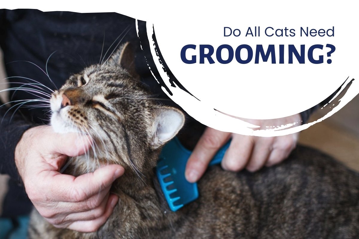 Do all cats need grooming?