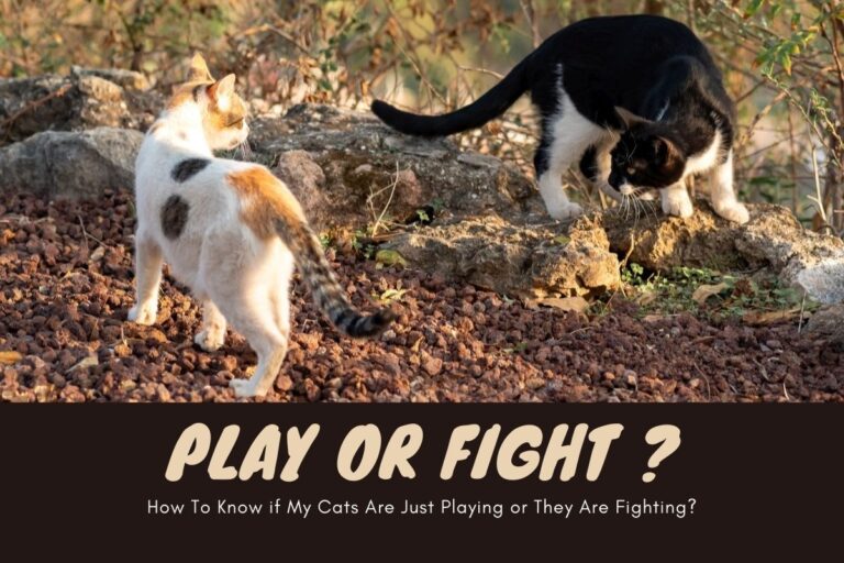 Are My Cats Playing or Fighting?