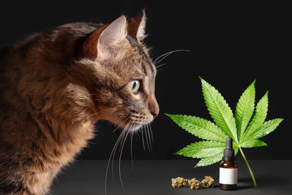 A cat and cannabis