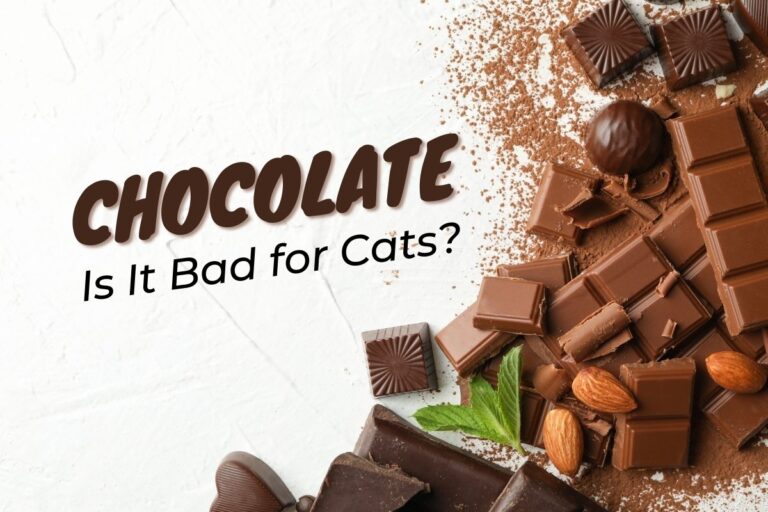 Is Chocolate Bad for Cats?