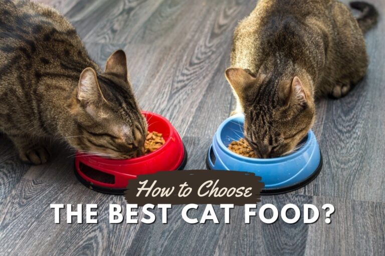 How to choose the best cat food?