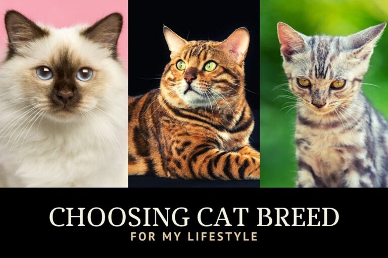 How to Choose the Right Cat Breed for My Lifestyle