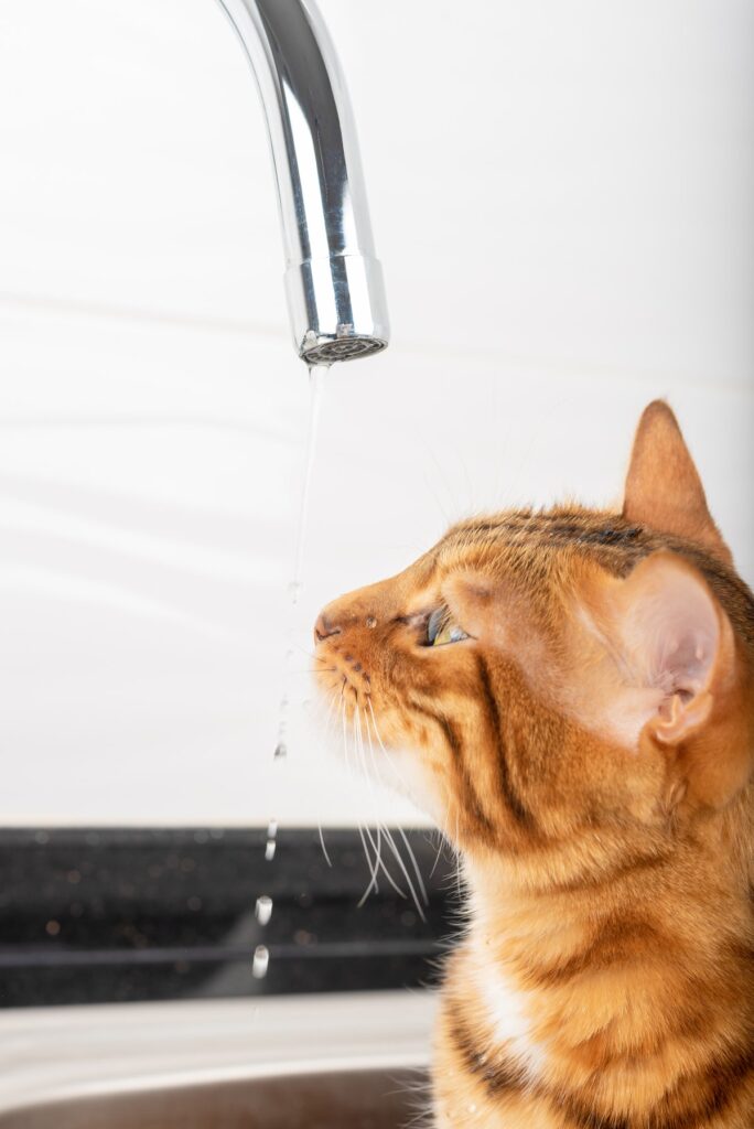 A cat is drinking from faucet