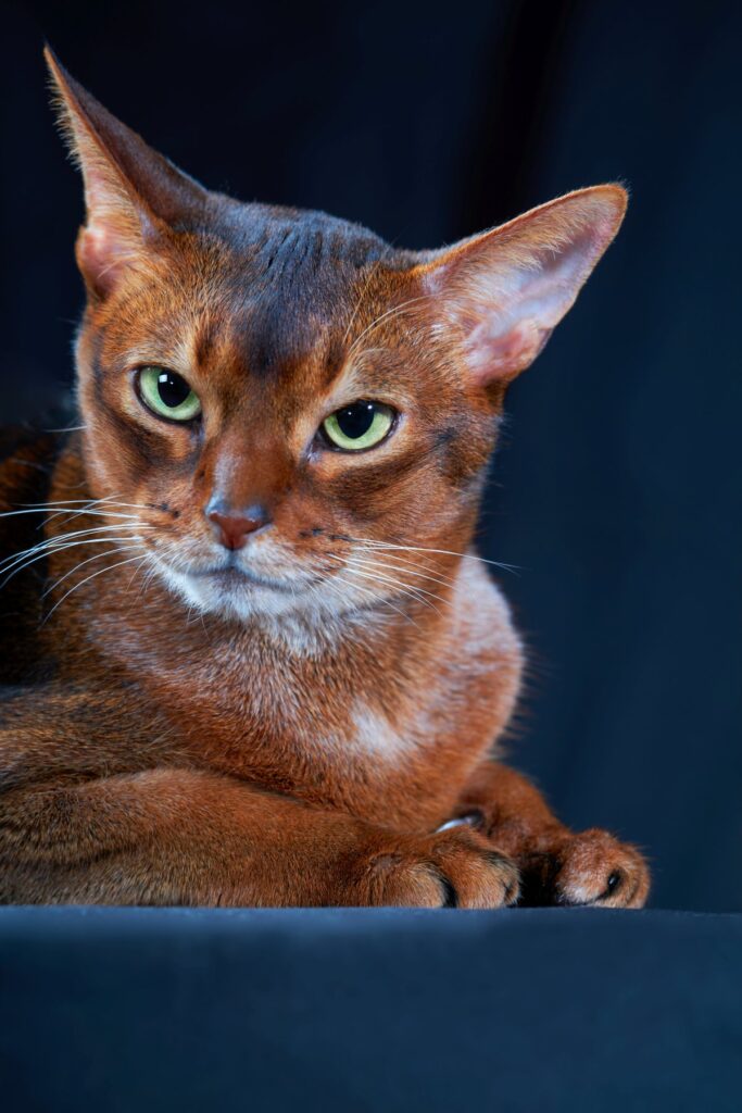 A close up portrait of an Abyssinian cat